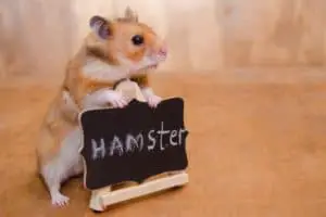 Hamster Petersilie