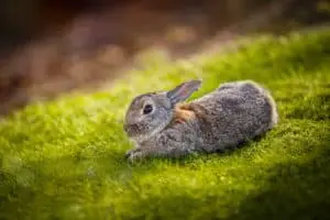 Kaninchen Feldsalat