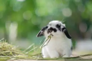 Kaninchen Pflaumen
