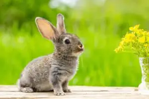 Kaninchen Wirsing