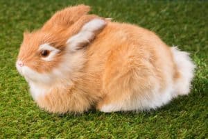 Kaninchen Ingwer