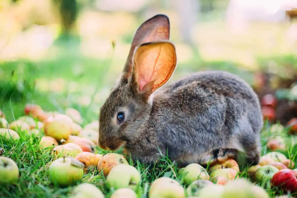 Apfel Kaninchen