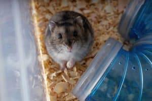 Hamster - wohin mit dem Einstreu vom Käfig