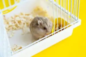 Hamster klettert an Gitterstäben hoch und lässt sich fallen