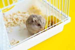 Hamster klettert an Gitterstäben hoch und lässt sich fallen