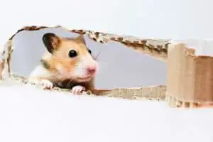 Hamster will an Scheibe hochklettern