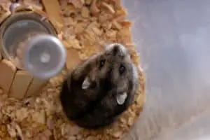 Hamster Zuhause allein lassen