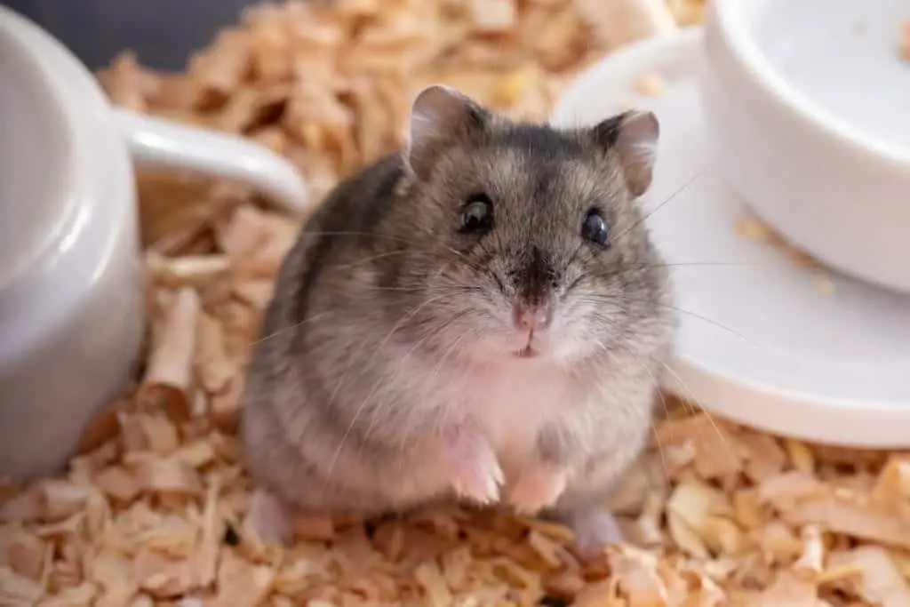 Hamster dreht sich auf den Rücken - was bedeutet das?