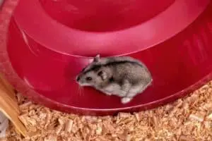 Hamster ist nachts laut - was kann man tun?