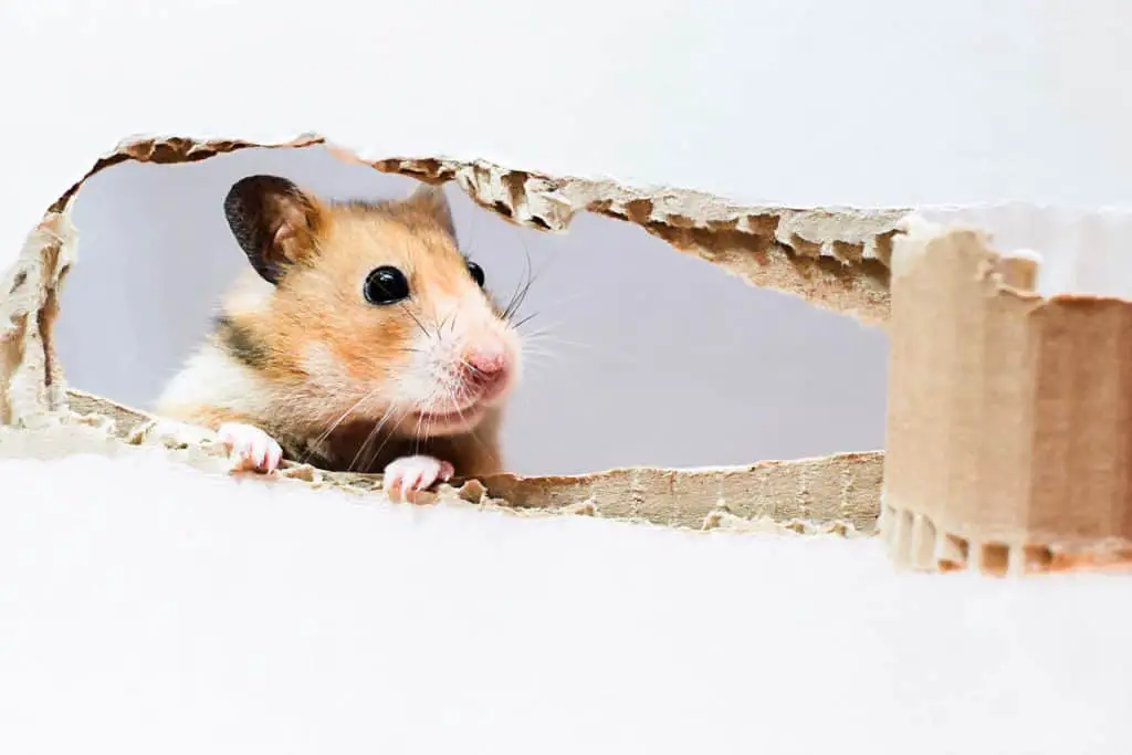 Hamster nagt an Holzkäfig - was tun?