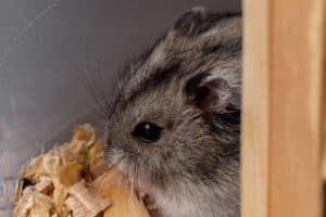 Hamster quiekt und andere Geräusche