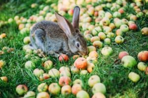 Kaninchen Apfel