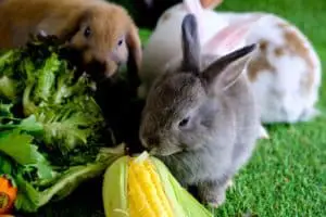 Kaninchen Chicoreé
